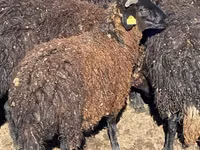 Moutons (lot, sexe non indiqué), Karachay sheep — photo 5
