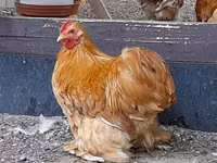 Pekin-Zwerg — Foto 1