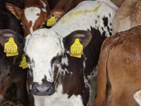Bovinos (lote, sexo no especificado), Simmental cattle — foto 5