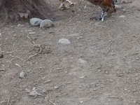 Chickens — photo 7