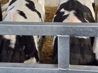 雄牛, Russian Black pied cattle — 写真 7