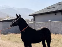 Kuda jantan, Arabian horse — foto 4