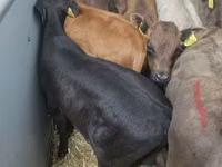 Sapi (batch, jenis kelamin tidak disebutkan), Cattle — foto 2