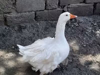 Geese — 写真 2