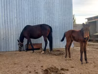 Kuda betina, Arabian horse — foto 1