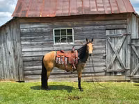 Yegua, Missouri foxtrotter — foto 5