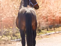 Cheval, Thoroughbred horse — photo 5