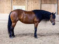 Jument, Friesian — photo 3