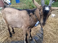 Chèvre, Alpine goat — photo 5