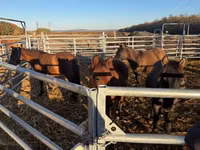 Caballo, Hucul pony — foto 7