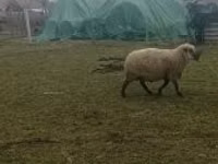 كبش, Shroshire sheep — الصورة 3
