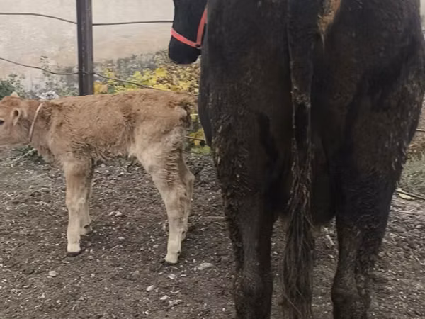 Vaca, Ganado vacuno