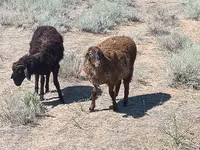 मेढ़ा, Edilbay sheep — फ़ोटो 1