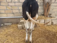 Toro, Russian Black pied cattle — foto 2