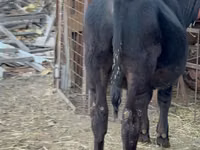 Banteng, Aberdeen-Angus — foto 2
