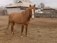 Cheval, Altai horse — photo 2