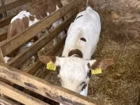 母牛, British White Cow — 照片 1