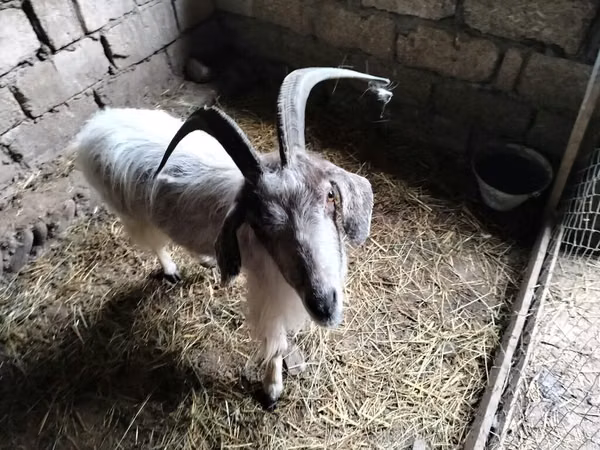Kambing betina, Goats