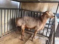 Widder, Arashan sheep — Foto 1