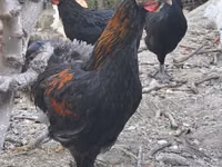 Chickens — photo 1
