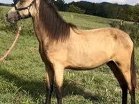 雌馬, Rocky Mountain Horse — 写真 2