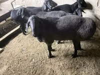 Widder, Hissar sheep — Foto 5