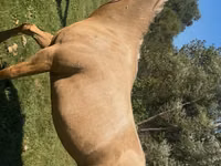 雌馬, Quarter Horse — 写真 4