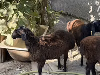 Domba jantan, Aland sheep — foto 1