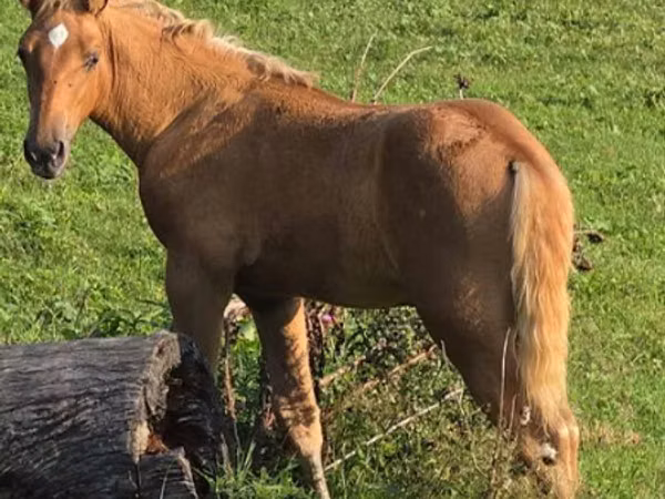 घोड़ा, Rocky Mountain Horse