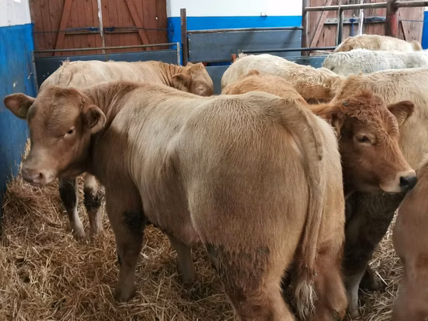 Rinder (Partie, Geschlecht nicht angegeben), Simmental cattle