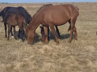 Kuda betina, Horse breed — foto 3