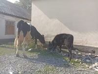 गाय, गोलस्टीन नस्ल — फ़ोटो 5