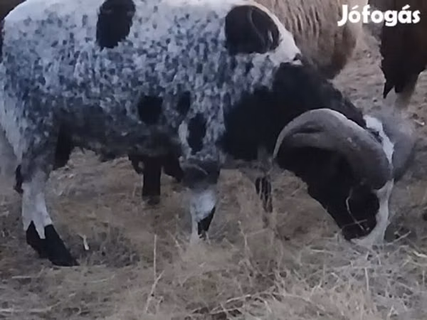 Widder, Jacob's sheep