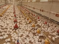 Chickens — الصورة 4