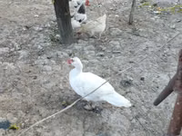 pato criollo doméstico — foto 5