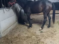 Yegua, Friesian sport horse — foto 3