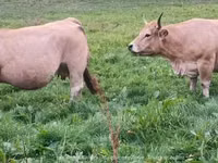 Vaca, Aubrac cattle — foto 2