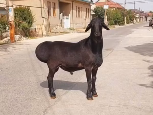 Баран, Бараны