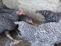 Chickens — photo 2