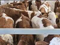 Taureau, Simmental cattle — photo 3