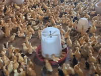 Ducks — Foto 6
