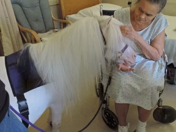 فرس, Miniature horse