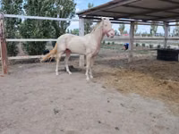 घोड़ा, Akhal-Teke — फ़ोटो 5