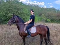 Caballo, Lipizzaner — foto 5