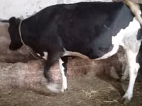 雌牛, Russian Black pied cattle — 写真 6