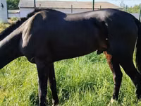 馬（ロット、性別未指定）, Hanoverian — 写真 4