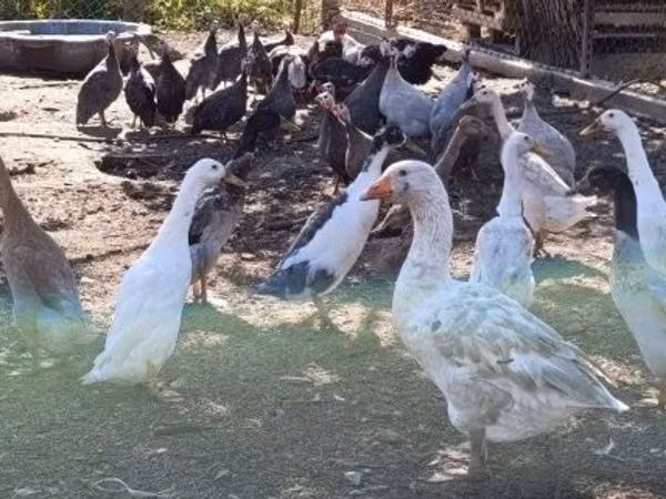 إنديان رانر