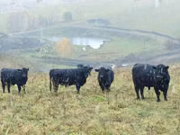 母牛, Galloway cow — 照片 3