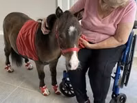 Kuda betina, Miniature horse — foto 3