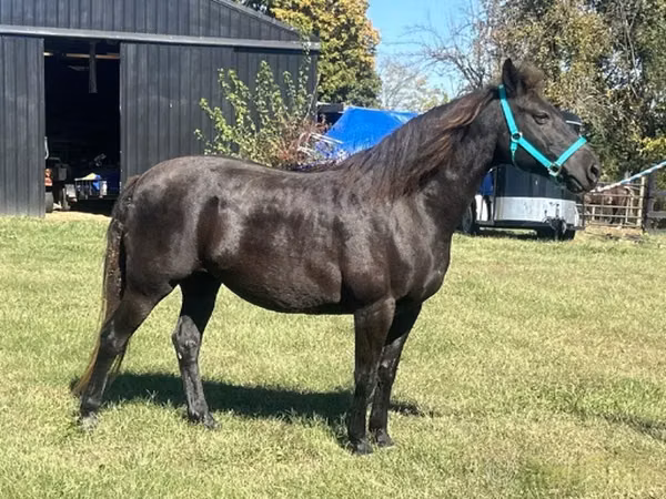 雌馬, Black Sea breed